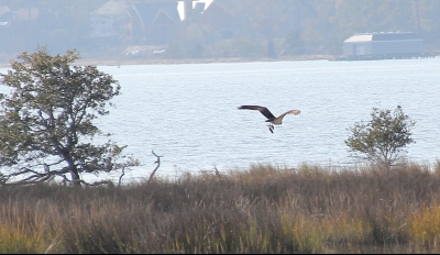 First Landing, Virginia Dec 2012